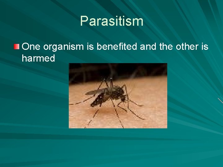 Parasitism One organism is benefited and the other is harmed 