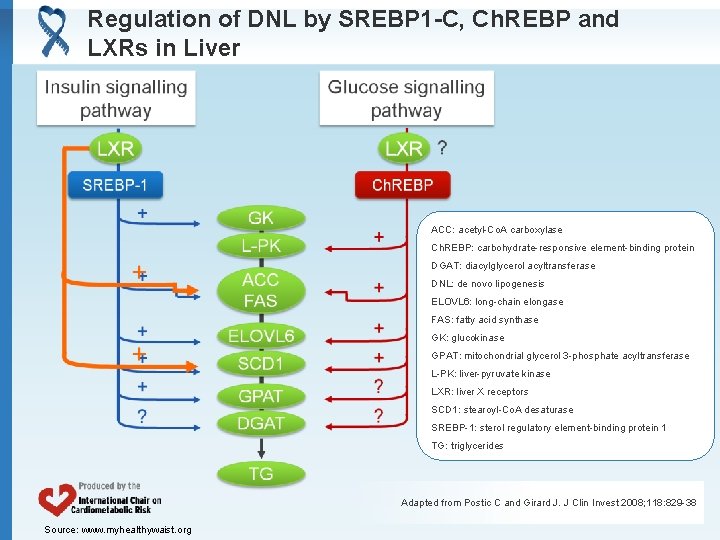 Regulation of DNL by SREBP 1 -C, Ch. REBP and LXRs in Liver ACC: