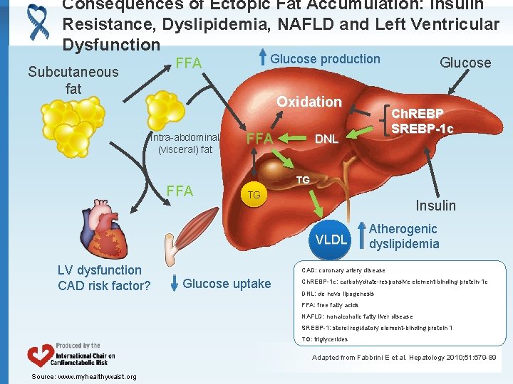 Consequences of Ectopic Fat Accumulation: Insulin Resistance, Dyslipidemia, NAFLD and Left Ventricular Dysfunction Glucose