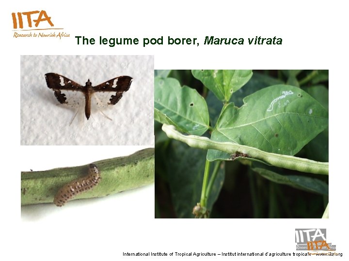 The legume pod borer, Maruca vitrata International Institute of Tropical Agriculture – Institut international