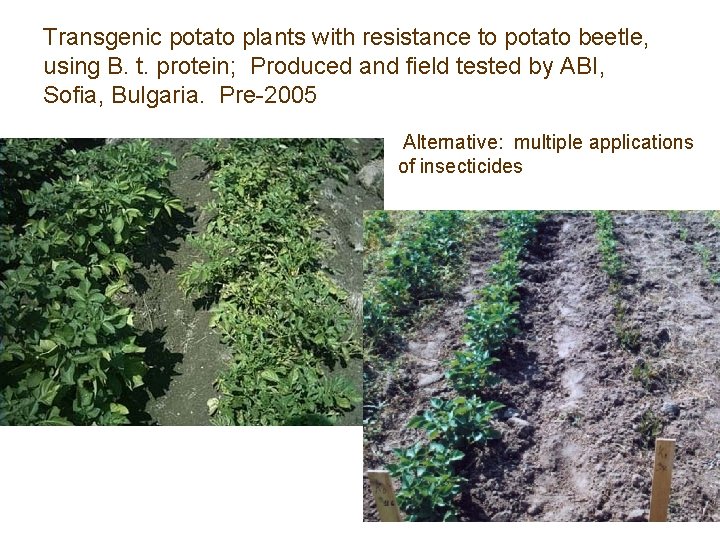 Transgenic potato plants with resistance to potato beetle, using B. t. protein; Produced and