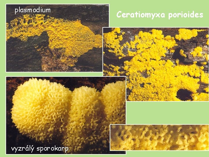 plasmodium vyzrálý sporokarp Ceratiomyxa porioides 