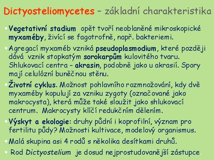 Dictyosteliomycetes – základní charakteristika § Vegetativní stadium opět tvoří neoblaněné mikroskopické myxaméby, živící se