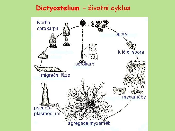 Dictyostelium – životní cyklus tvorba sorokarpu spory klíčící spora sorokarp migrační fáze myxaméby pseudoplasmodium