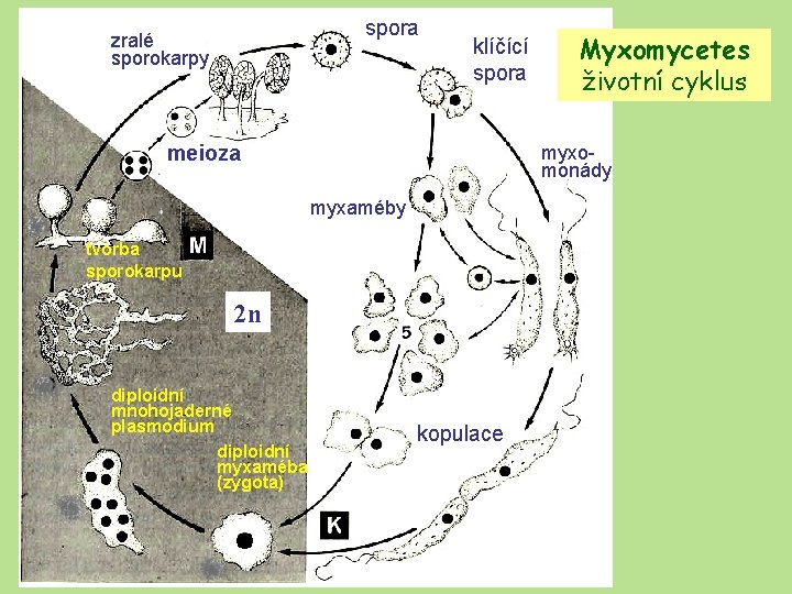 spora zralé sporokarpy klíčící spora meioza myxomonády myxaméby tvorba sporokarpu 2 n diploidní mnohojaderné