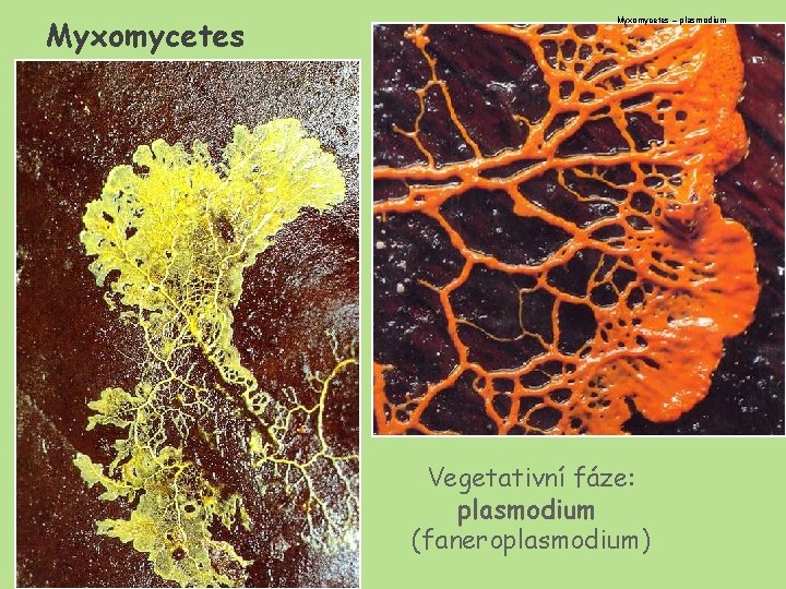 Myxomycetes – plasmodium Vegetativní fáze: plasmodium (faneroplasmodium) 