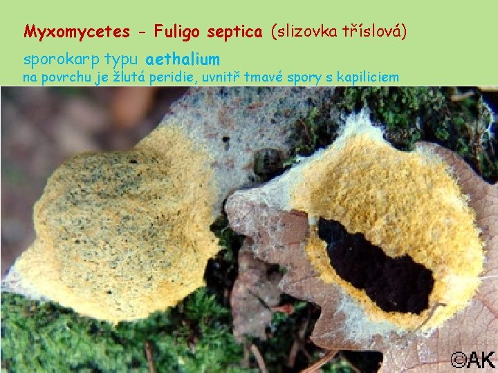 Myxomycetes - Fuligo septica (slizovka tříslová) sporokarp typu aethalium na povrchu je žlutá peridie,