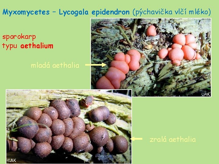 Myxomycetes – Lycogala epidendron (pýchavička vlčí mléko) sporokarp typu aethalium mladá aethalia zralá aethalia