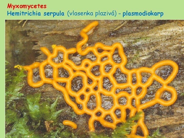 Myxomycetes Hemitrichia serpula (vlasenka plazivá) - plasmodiokarp 