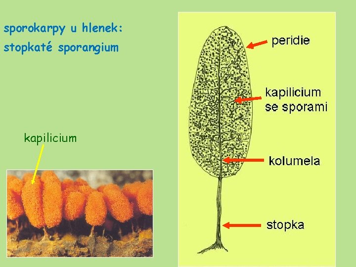 sporokarpy u hlenek: stopkaté sporangium kapilicium 