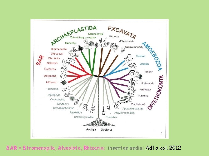 SAR = Stramenopila, Alveolata, Rhizaria; insertae sedis; Adl a kol. 2012 