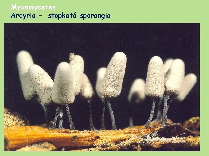 Myxomycetes Arcyria – stopkatá sporangia 