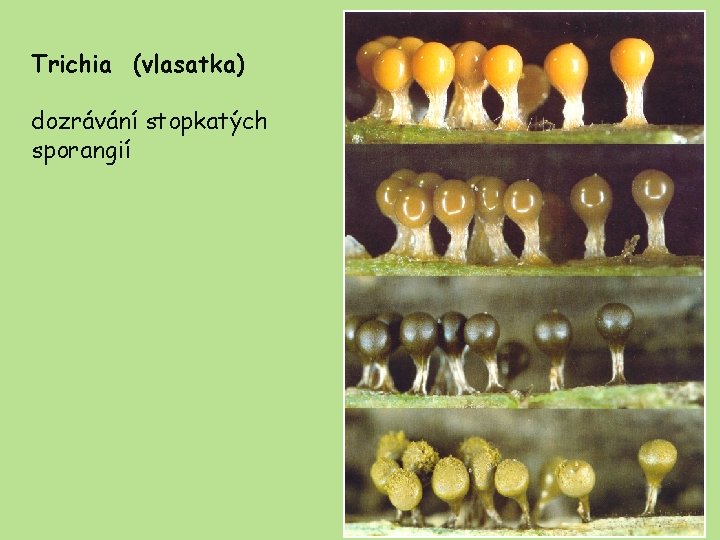 Trichia (vlasatka) dozrávání stopkatých sporangií 