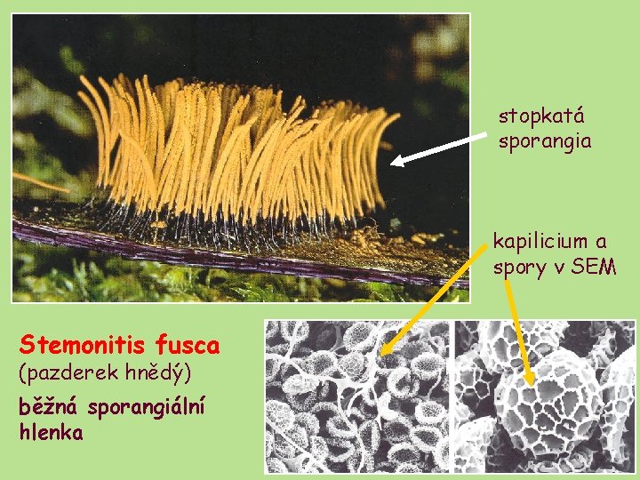 stopkatá sporangia kapilicium a spory v SEM Stemonitis fusca (pazderek hnědý) běžná sporangiální hlenka