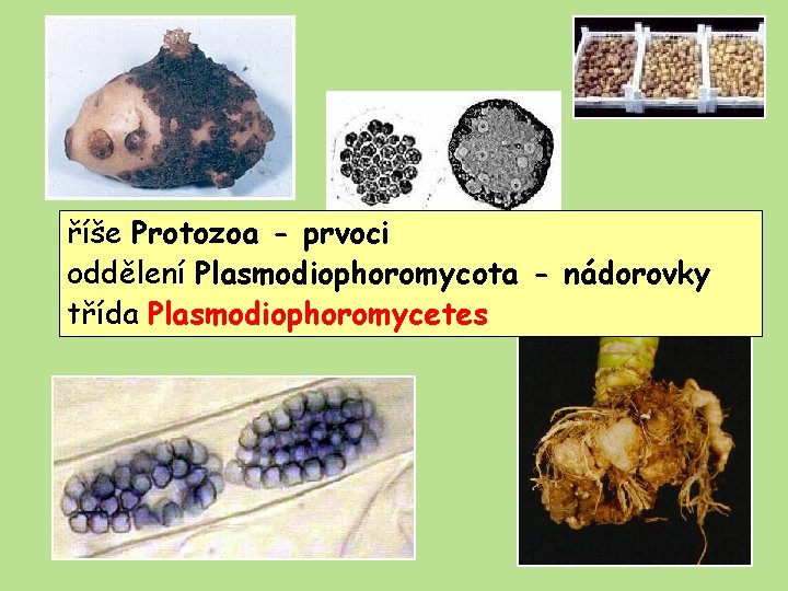 Plasmodiophoromycetes říše Protozoa - prvoci oddělení Plasmodiophoromycota - nádorovky třída Plasmodiophoromycetes 