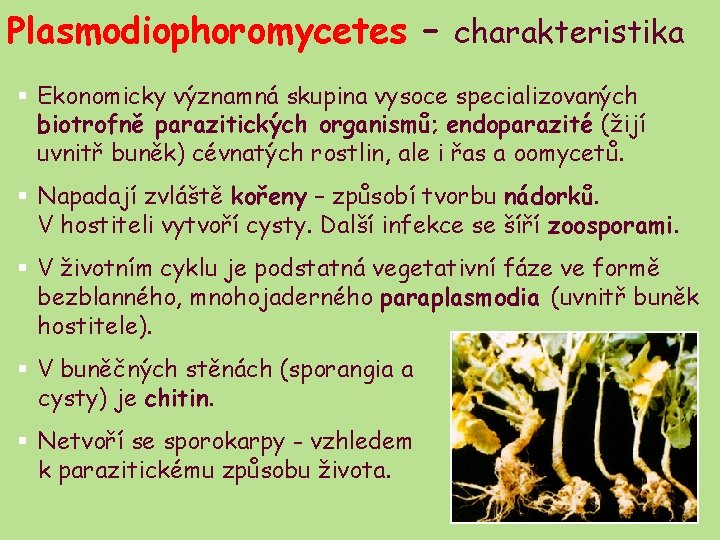 Plasmodiophoromycetes – charakteristika § Ekonomicky významná skupina vysoce specializovaných biotrofně parazitických organismů; endoparazité (žijí