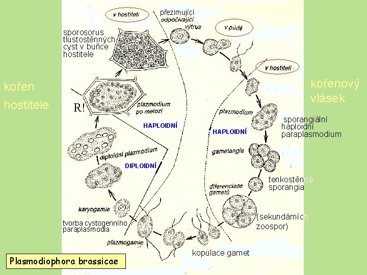 Plasmodiophoromycetes - životní cyklus přezimující sporosorus tlustostěnných cyst v buňce hostitele kořenový vlásek kořen