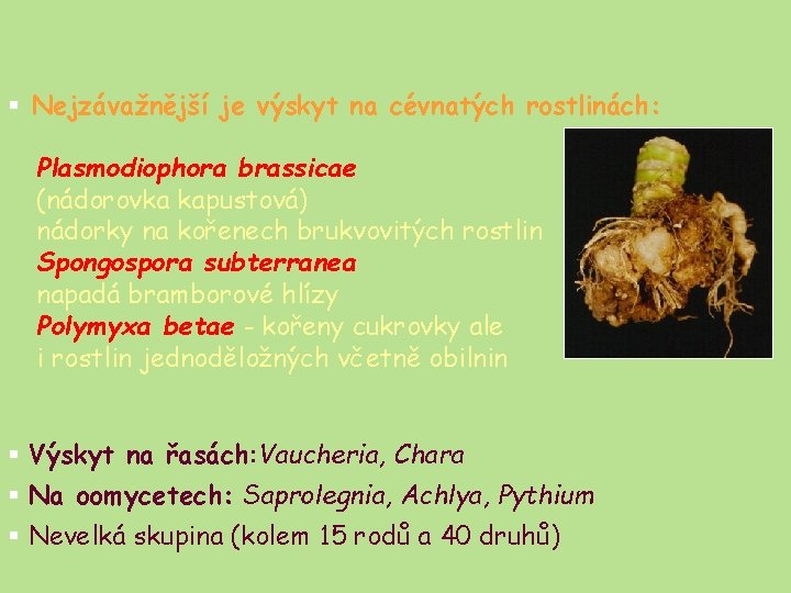 § Nejzávažnější je výskyt na cévnatých rostlinách: Plasmodiophora brassicae (nádorovka kapustová) nádorky na kořenech