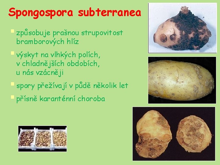 Spongospora subterranea § způsobuje prašnou strupovitost bramborových hlíz § výskyt na vlhkých polích, v