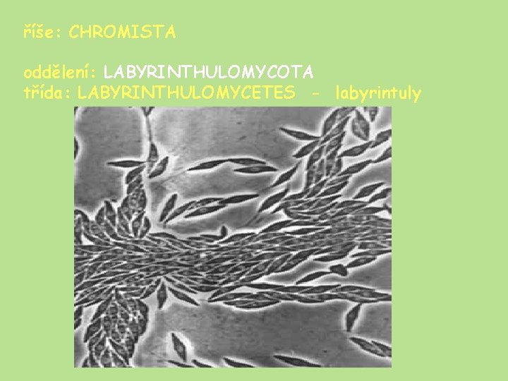 říše: CHROMISTA oddělení: LABYRINTHULOMYCOTA třída: LABYRINTHULOMYCETES - labyrintuly 