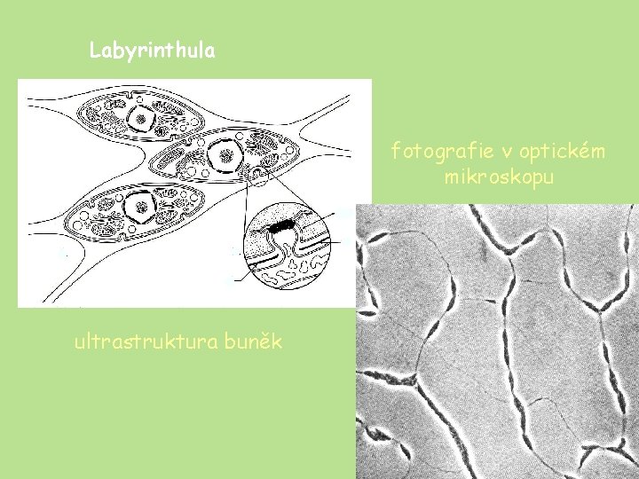 Labyrinthula fotografie v optickém mikroskopu ultrastruktura buněk 