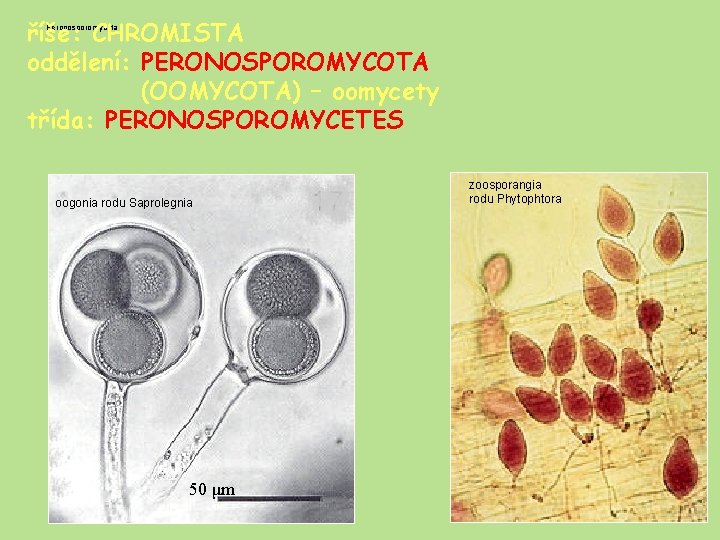 říše: CHROMISTA oddělení: PERONOSPOROMYCOTA (OOMYCOTA) – oomycety třída: PERONOSPOROMYCETES Peronosporomycota oogonia rodu Saprolegnia 50