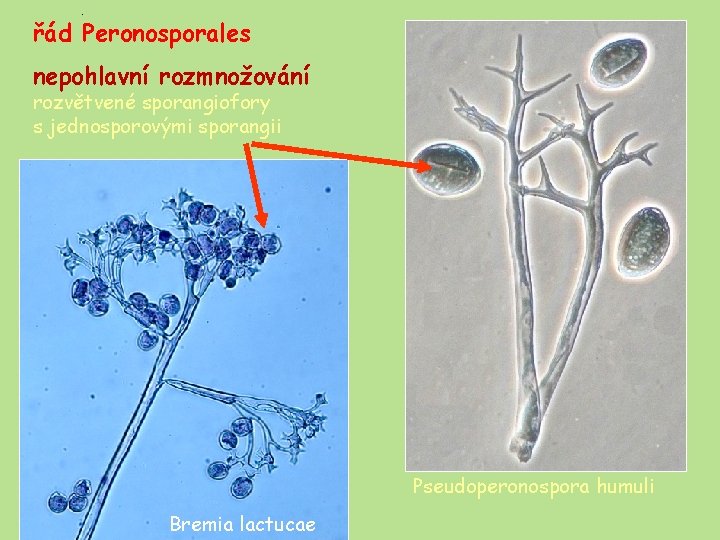 . řád Peronosporales nepohlavní rozmnožování rozvětvené sporangiofory s jednosporovými sporangii Pseudoperonospora humuli Bremia lactucae