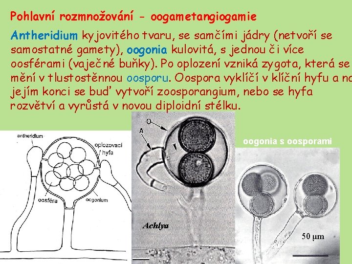 Pohlavní rozmnožování - oogametangiogamie Antheridium kyjovitého tvaru, se samčími jádry (netvoří se samostatné gamety),