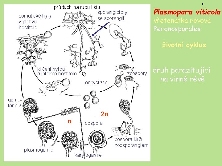 průduch na rubu listu sporangiofory somatické hyfy se sporangii v pletivu hostitele a Plasmopara