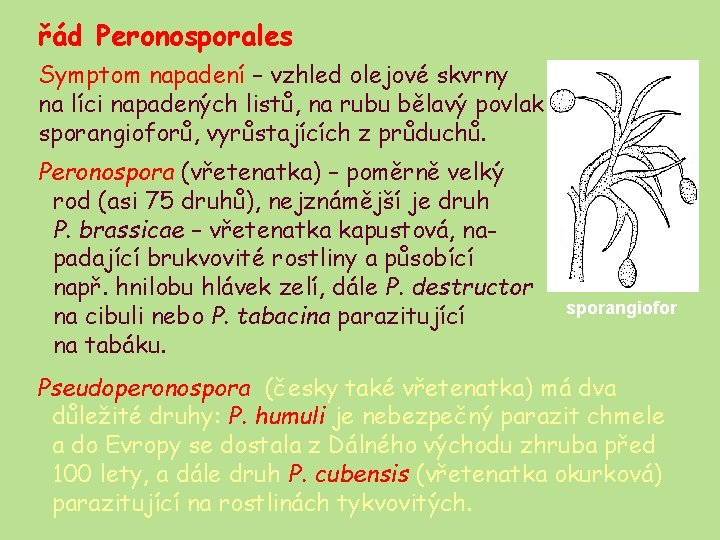 řád Peronosporales Symptom napadení – vzhled olejové skvrny na líci napadených listů, na rubu