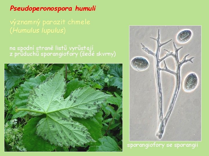 Pseudoperonospora humuli významný parazit chmele (Humulus lupulus) na spodní straně listů vyrůstají z průduchů