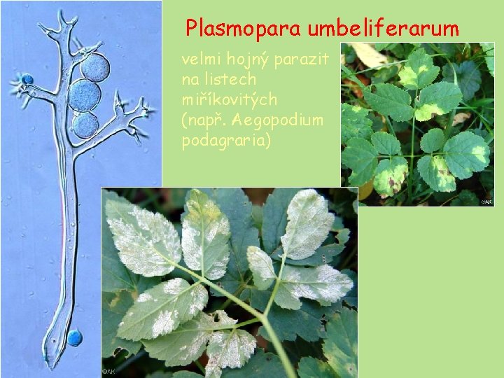 Plasmopara umbeliferarum velmi hojný parazit na listech miříkovitých (např. Aegopodium podagraria) 