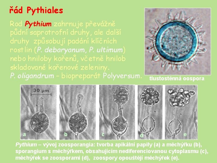 řád Pythiales Rod Pythium zahrnuje převážně půdní saprotrofní druhy, ale další druhy způsobují padání