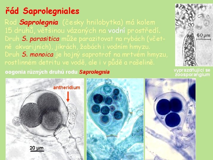 řád Saprolegniales Rod Saprolegnia (česky hnilobytka) má kolem 15 druhů, většinou vázaných na vodní