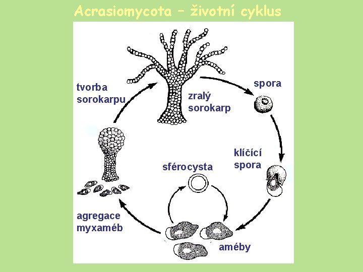 Acrasiomycota – životní cyklus tvorba sorokarpu spora zralý sorokarp sférocysta klíčící spora agregace myxaméby