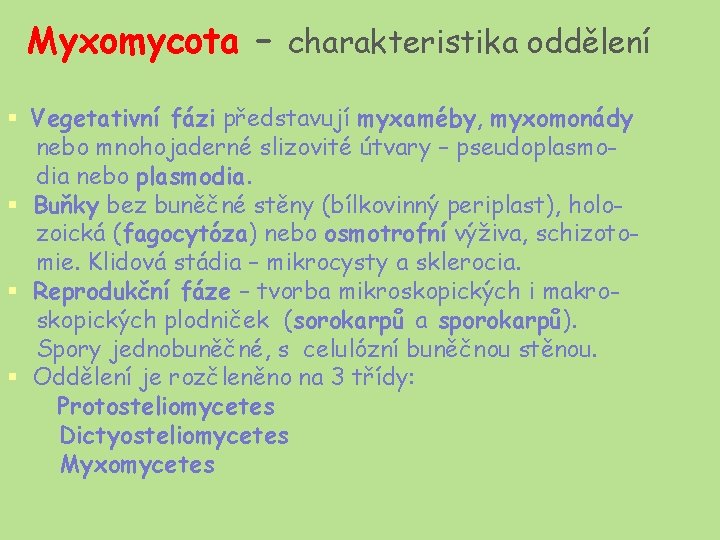 Myxomycota – charakteristika oddělení § Vegetativní fázi představují myxaméby, myxomonády nebo mnohojaderné slizovité útvary