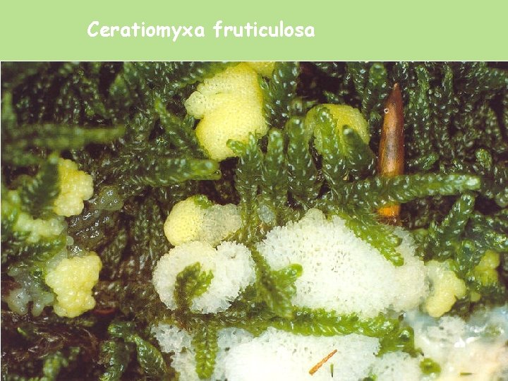Ceratiomyxa fruticulosa 