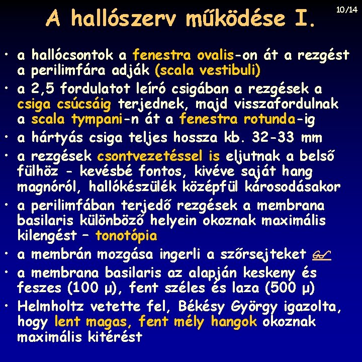 A hallószerv működése I. 10/14 • a hallócsontok a fenestra ovalis-on át a rezgést