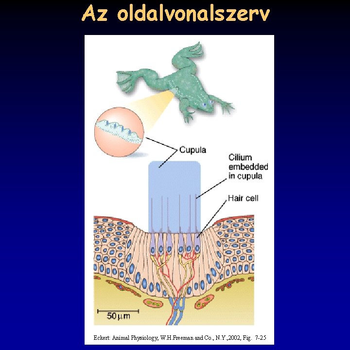 Az oldalvonalszerv Eckert: Animal Physiology, W. H. Freeman and Co. , N. Y. ,