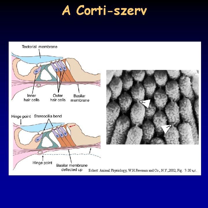A Corti-szerv Eckert: Animal Physiology, W. H. Freeman and Co. , N. Y. ,