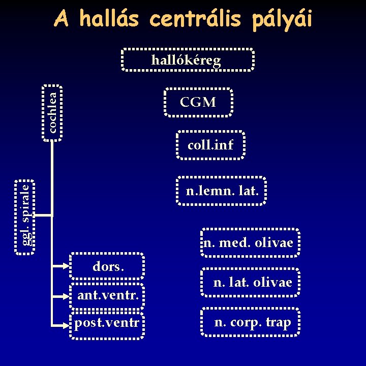A hallás centrális pályái hallókéreg cochlea CGM coll. inf ggl. spirale n. lemn. lat.