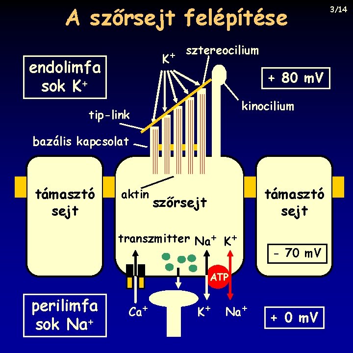 A szőrsejt felépítése sztereocilium + K endolimfa sok K+ + 80 m. V kinocilium