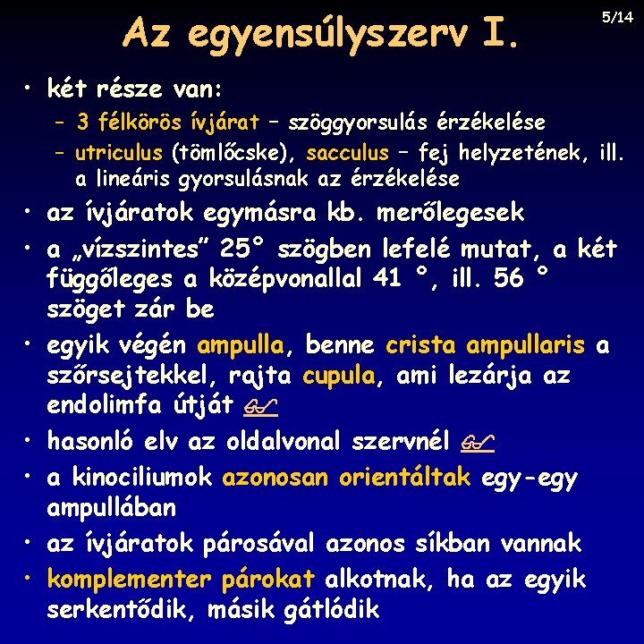 Az egyensúlyszerv I. 5/14 • két része van: – 3 félkörös ívjárat – szöggyorsulás