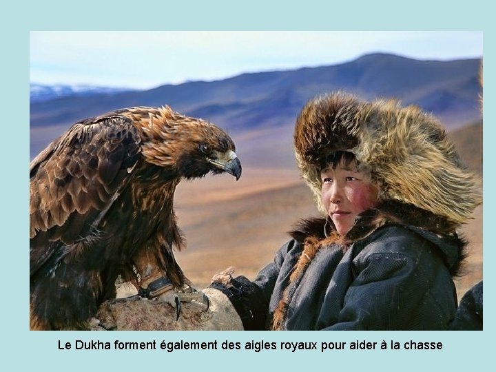 Le Dukha forment également des aigles royaux pour aider à la chasse 