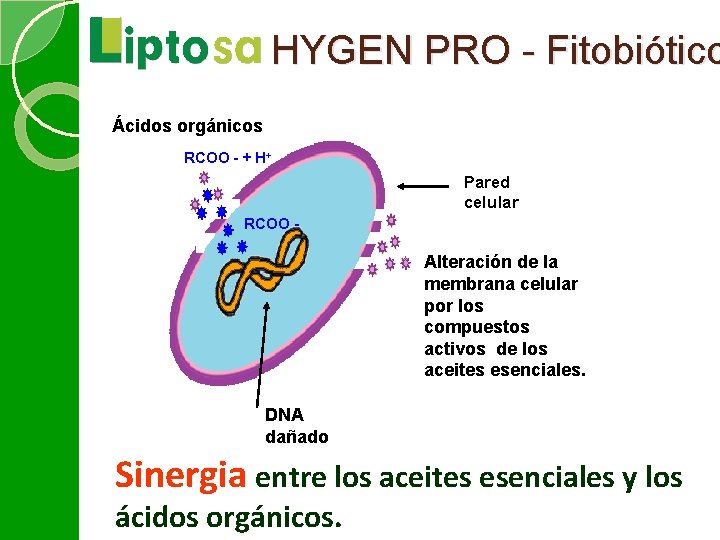 HYGEN PRO - Fitobiótico Ácidos orgánicos RCOO - + H+ Pared celular RCOO -
