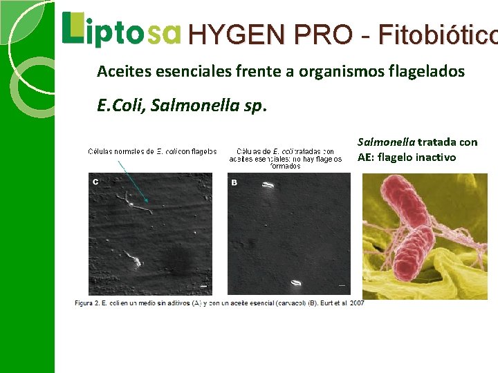 HYGEN PRO - Fitobiótico Aceites esenciales frente a organismos flagelados E. Coli, Salmonella sp.