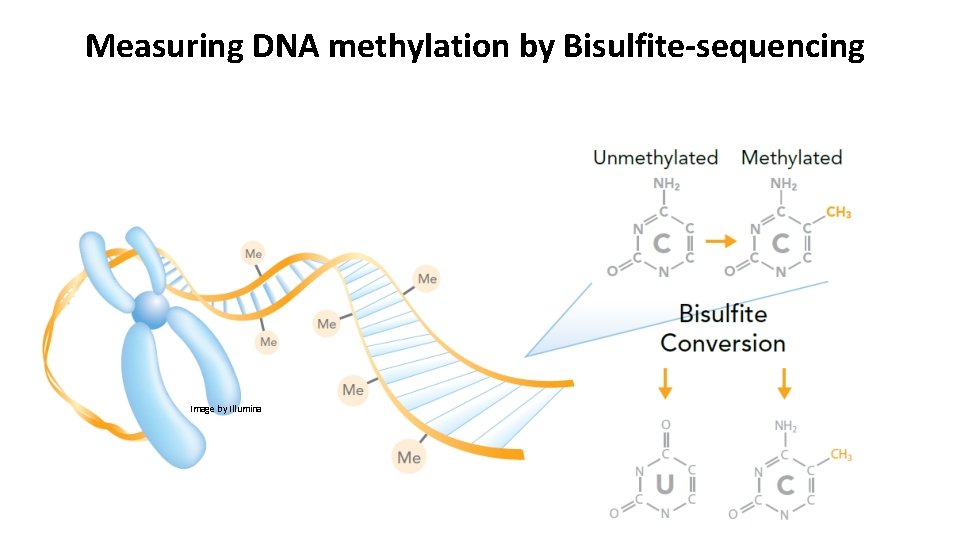 Measuring DNA methylation by Bisulfite-sequencing Image by Illumina 
