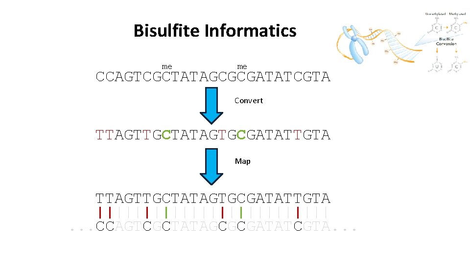 Bisulfite Informatics me me CCAGTCGCTATAGCGCGATATCGTA Convert TTAGTTGCTATAGTGCGATATTGTA Map TTAGTTGCTATAGTGCGATATTGTA |||||||||||||. . . CCAGTCGCTATAGCGCGATATCGTA. .