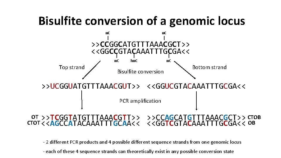 Bisulfite conversion of a genomic locus m. C | >>CCGGCATGTTTAAACGCT>> <<GGCCGTACAAATTTGCGA<< | | |