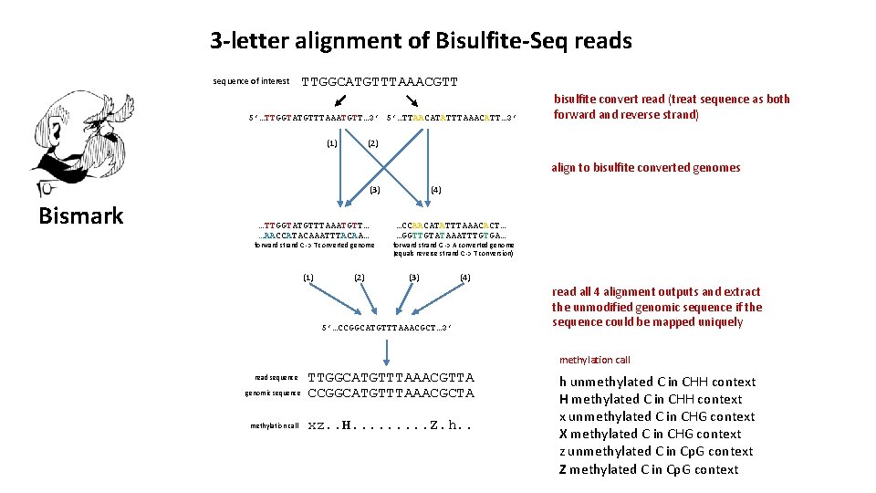 3 -letter alignment of Bisulfite-Seq reads sequence of interest TTGGCATGTTTAAACGTT 5’…TTGGTATGTTTAAATGTT… 3’ 5’…TTAACATATTTAAACATT… 3’